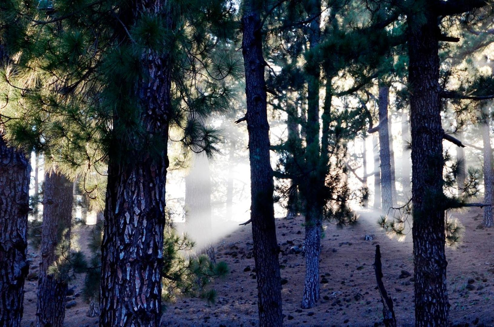 Casa Finca Avocado Los Llanos De Aridane Εξωτερικό φωτογραφία